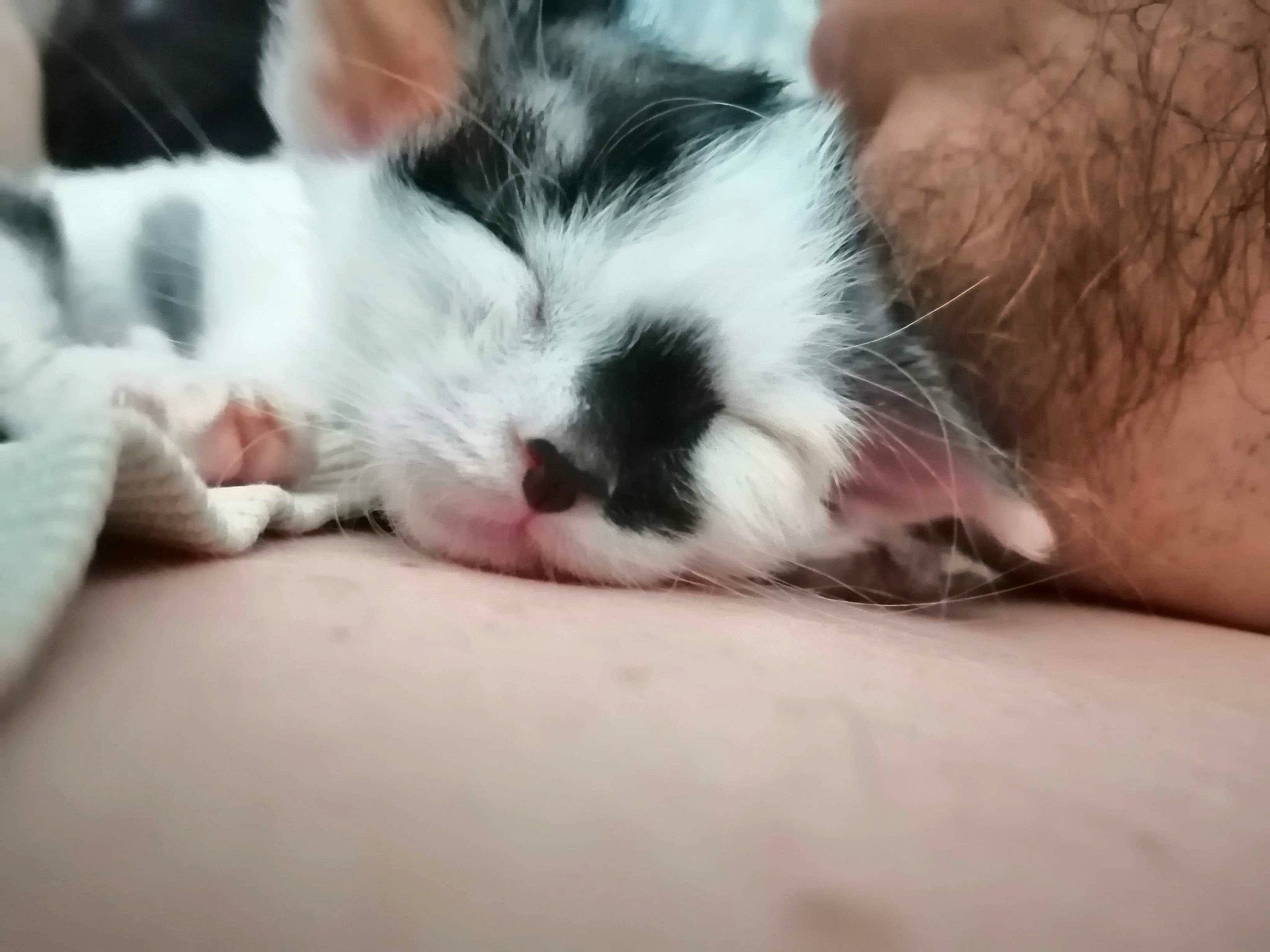 Topaze a rejoint le concours — aidez-le/la à gagner de superbes lots ! carnivore, cat, claw, comfort, companion_dog, domestic_short_haired_cat, felidae, flesh, foot, fur, gesture, human_leg, nail, nap, paw, sleep, small_to_medium_sized_cats, snout, tail, whiskers