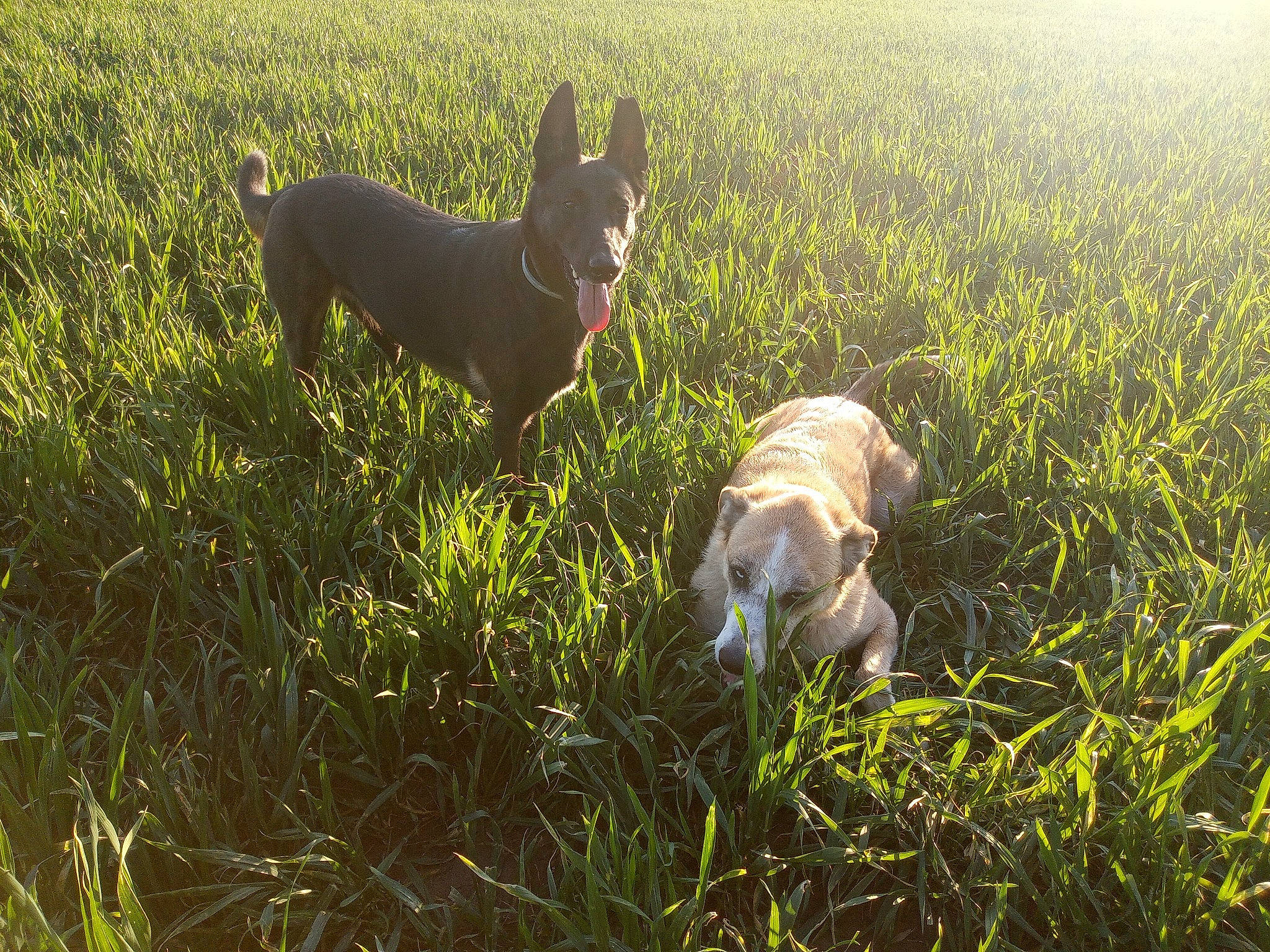 Witty a rejoint le concours — aidez-le/la à gagner de superbes lots ! canidae, carnivore, companion_dog, dog, dog_breed, fawn, field, grass, grass_family, grassland, mammal, natural_landscape, pasture, plant, prairie, snout, sporting_group, tail, vertebrate, working_animal