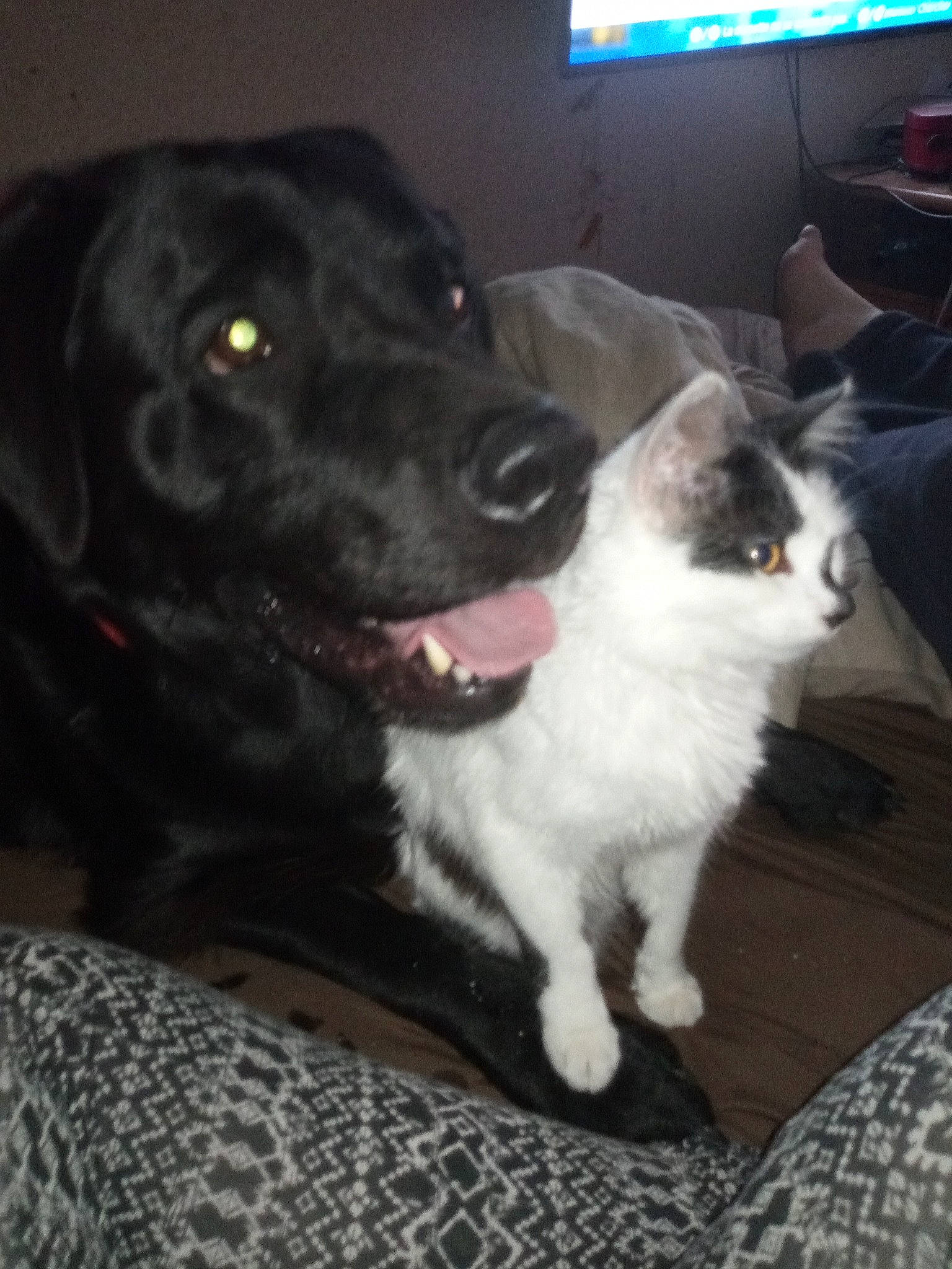 Kuro participe au concours pour gagner de l'argent avec cette photo : cable_television, canidae, carnivore, cat, comfort, companion_dog, display_device, dog, dog_breed, felidae, flooring, fur, led_backlit_lcd_display, small_to_medium_sized_cats, snout, sporting_group, tail, television, whiskers, window