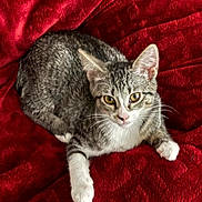 Salt And Pepper joined the competition — help win amazing prizes! animal, blanket, cat, comfort, cozy, curious, cute, domestic_animal, feline, fur, indoor, looking_at_camera, pet, red_blanket, relaxed, resting, soft_texture, tabby, whiskers, white_paws