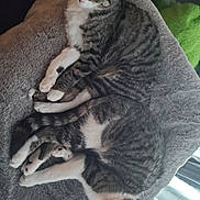 Salt And Pepper is registered to the contest to win money with this photo: animal, blanket, cat, companionship, cozy, cute, domestic_animal, feline, fur, indoor, paws, pets, relaxation, resting, sleeping, soft_texture, striped, tabby, two_cats, whiskers