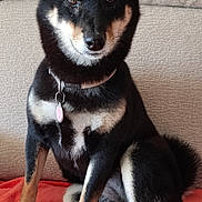 Vaïna participe au concours pour gagner de l'argent avec cette photo : dog, puppy, black_and_tan, sitting, portrait, pet, collar, tag, heart_tag, red_blanket, couch, indoor, alert, upright, curled_tail, pointed_ears, fur, animal, companion, photography
