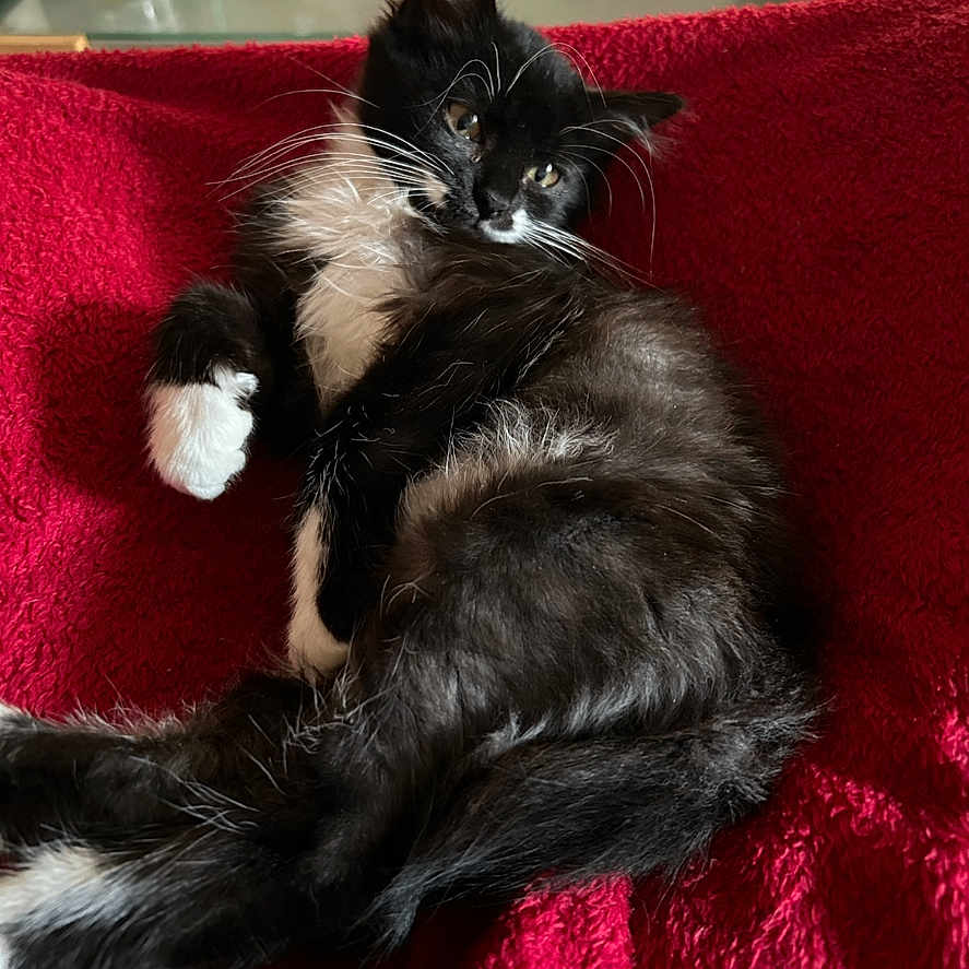 Skitty