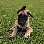 Aïko participe au concours pour gagner de l'argent avec cette photo : puppy, dog, grass, outdoor, pet, animal, canine, young, ears, black_face, brown_fur, lying_down, curious, nature, cute, harness, playful, summer, daytime, closeup