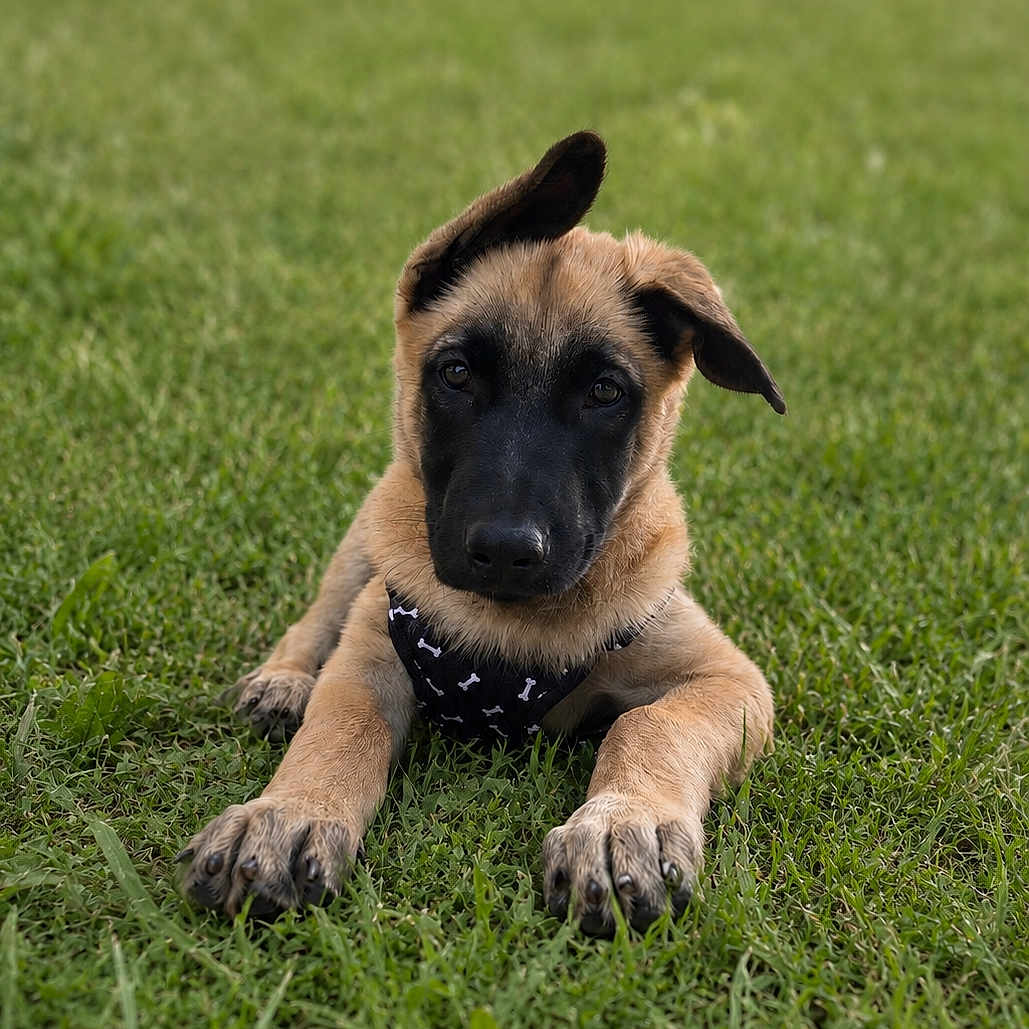 Aïko participe au concours pour gagner de l'argent avec cette photo : puppy, dog, grass, outdoor, pet, animal, canine, young, ears, black_face, brown_fur, lying_down, curious, nature, cute, harness, playful, summer, daytime, closeup