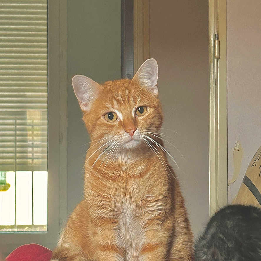 Tigrou