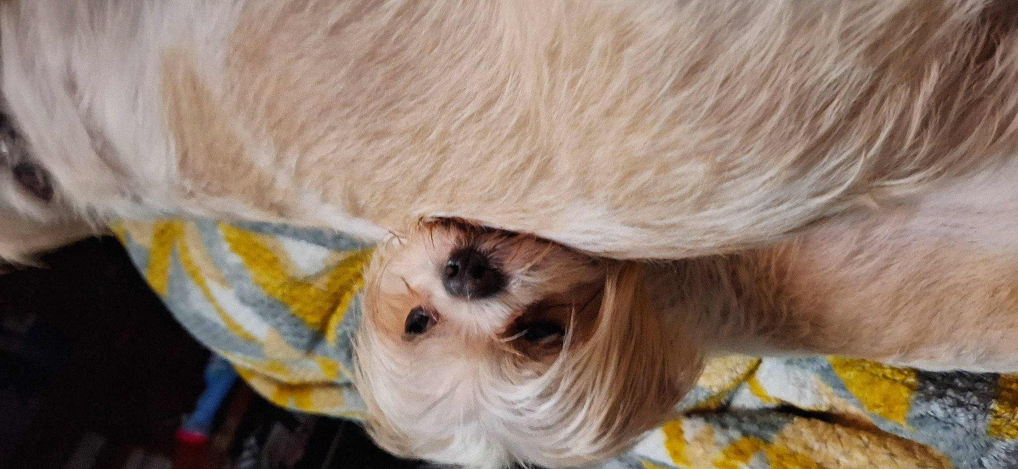 Timmy joined the competition — help win amazing prizes! canidae, carnivore, comfort, companion_dog, dog, dog_breed, dog_supply, fawn, fur, non_sporting_group, snout, sporting_group, tail, terrestrial_animal, toy_dog, whiskers, wildlife, wood, working_animal, wrinkle