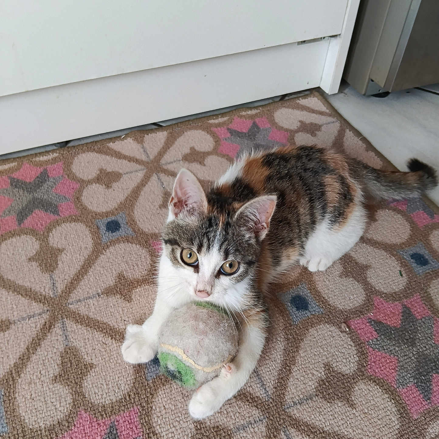 Bouchon participe au concours pour gagner de l'argent avec cette photo : kitten, cat, pet, animal, indoor, rug, toy, tennis_ball, curious, playful, fur, white, brown, black, ears, paws, floor, home, cute, looking_up