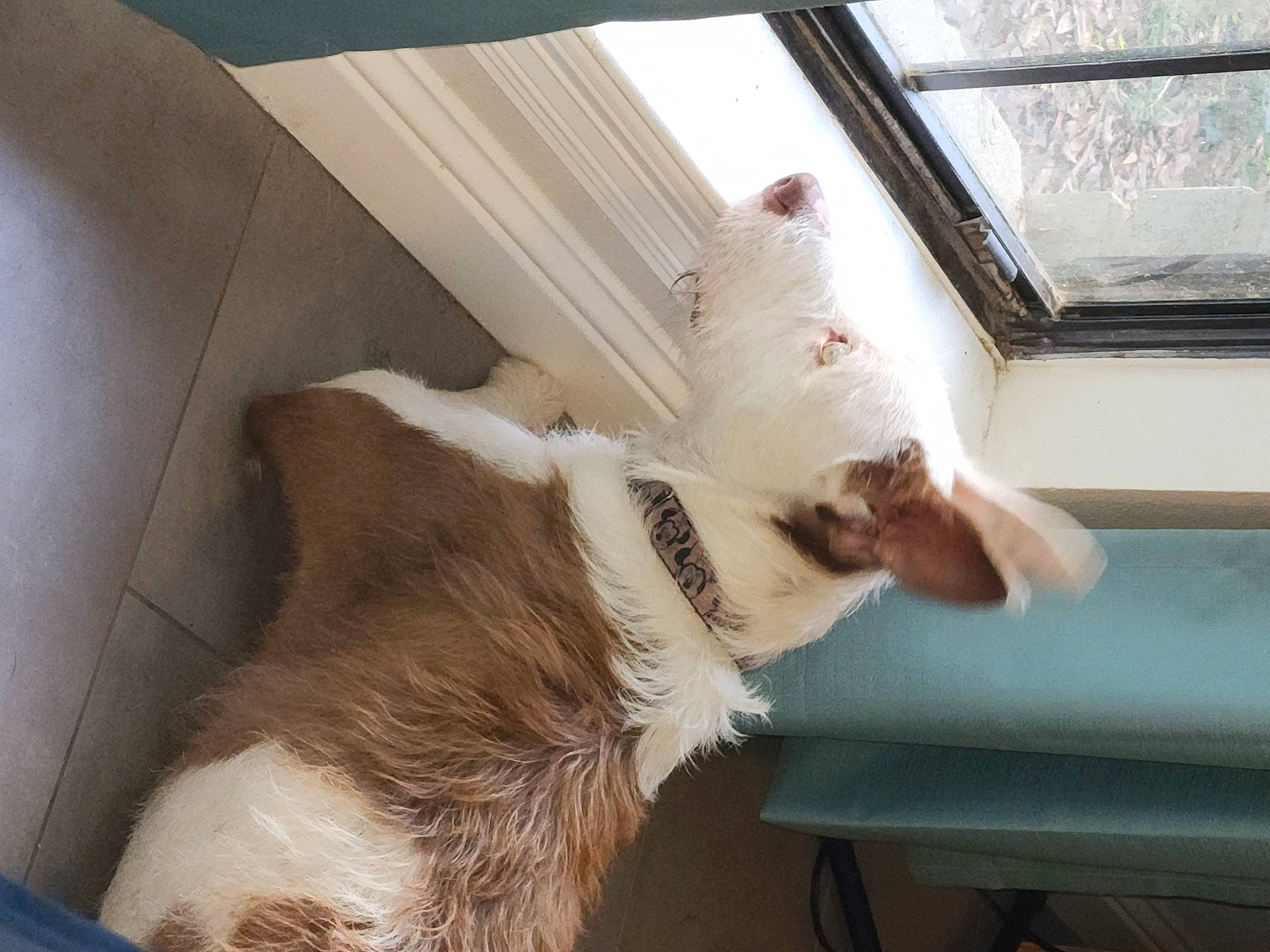 Ariel is registered to the contest to win money with this photo: canidae, carnivore, cat, comfort, companion_dog, couch, dog_breed, fawn, felidae, foot, fur, human_leg, leg, paw, small_to_medium_sized_cats, snout, sporting_group, tail, whiskers, window