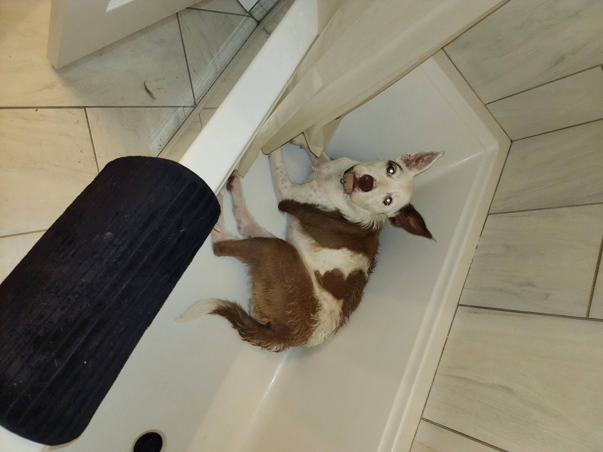 Ariel joined the competition — help win amazing prizes! carnivore, cat, comfort, domestic_short_haired_cat, fawn, felidae, floor, flooring, fur, hardwood, paw, pet_supply, plywood, room, small_to_medium_sized_cats, snout, tail, terrestrial_animal, whiskers, wood