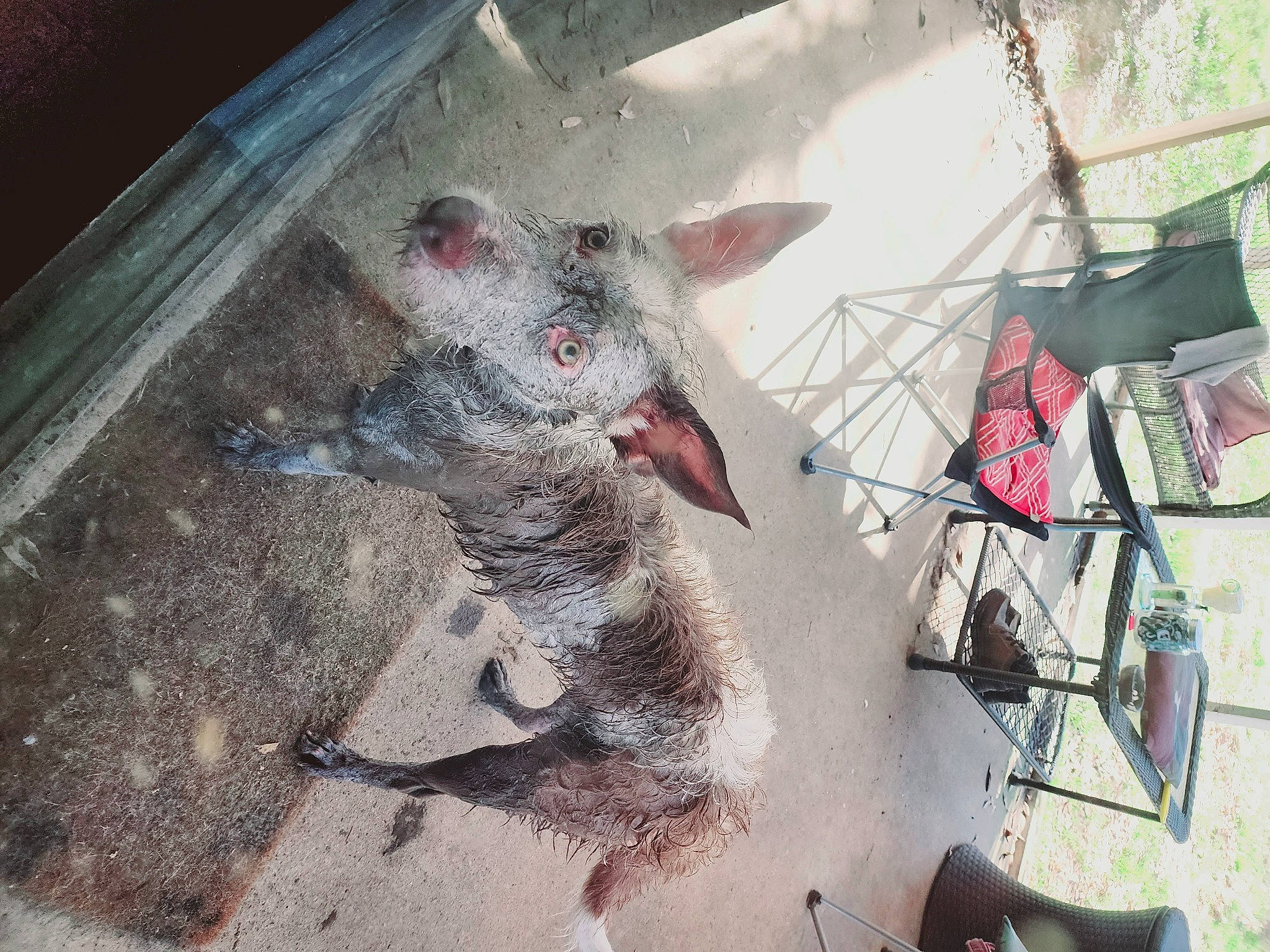 Ariel is registered to the contest to win money with this photo: animal_shelter, art, carmine, carnivore, concrete, fang, felidae, flesh, fur, metal, small_to_medium_sized_cats, snout, tail, visual_arts, whiskers, window