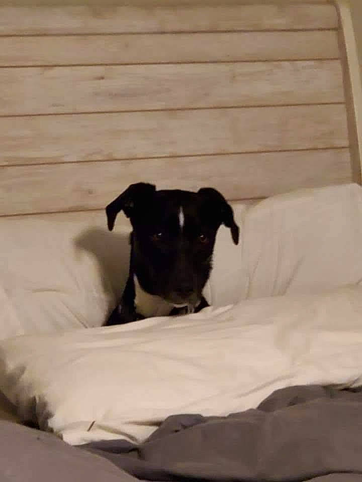 Brady joined the competition — help win amazing prizes! canidae, carnivore, comfort, companion_dog, dog, dog_breed, dog_supply, fawn, fur, hardwood, linens, sleeve, snout, sporting_group, tail, terrestrial_animal, toy_dog, whiskers, wood, working_animal