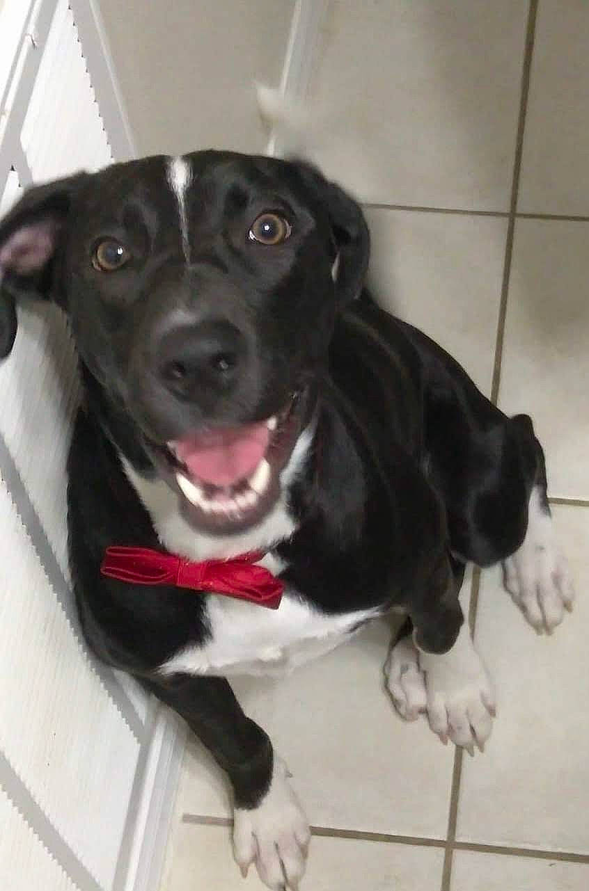 Brady joined the competition — help win amazing prizes! borador, carnivore, collar, companion_dog, dog, dog_breed, dog_collar, dog_supply, fang, fawn, flooring, fur, guard_dog, leash, liver, pet_supply, snout, sporting_group, whiskers, working_animal