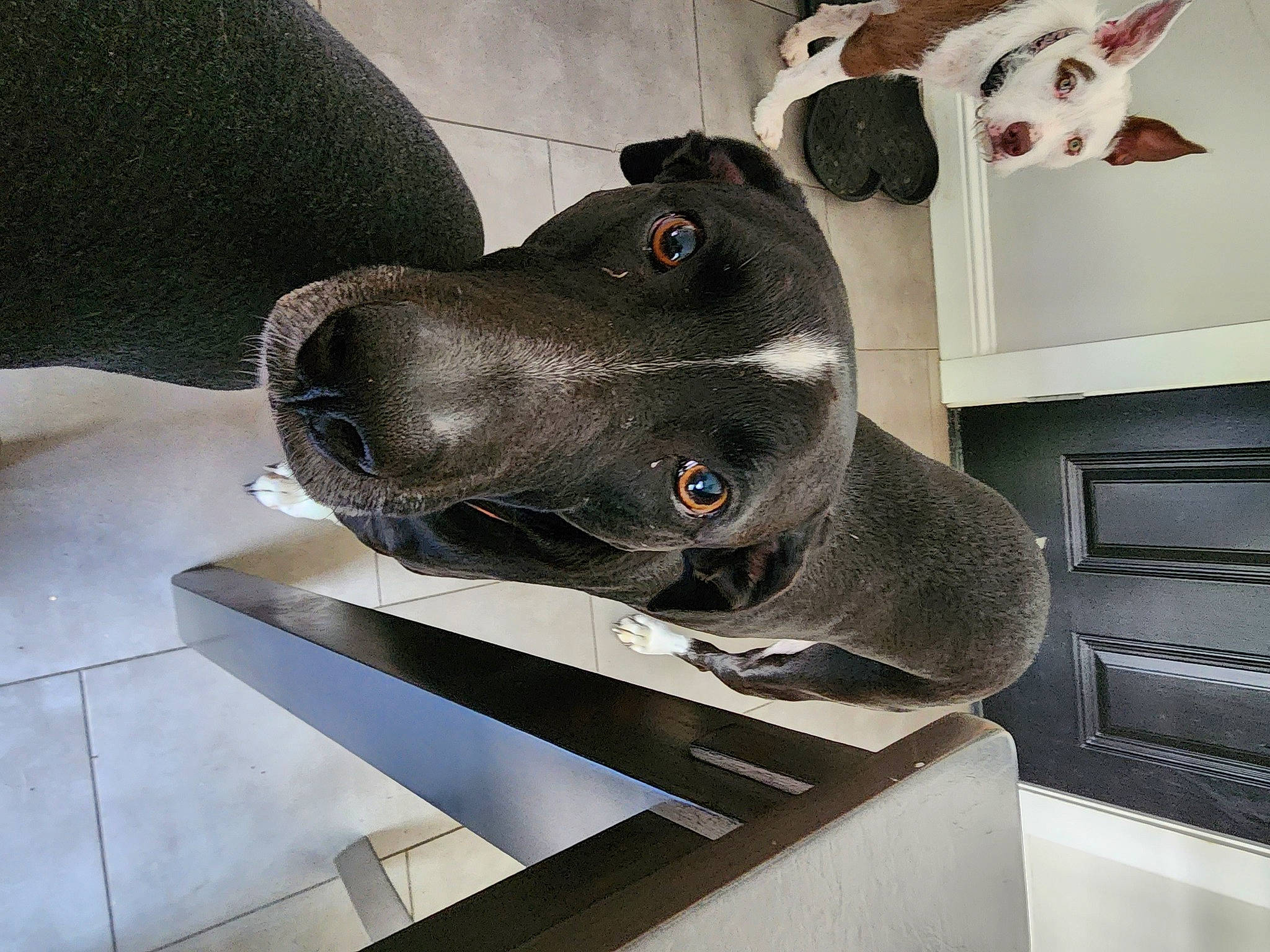 Brady is registered to the contest to win money with this photo: art, cabinetry, canidae, carnivore, comfort, companion_dog, dog, dog_breed, grey, hat, helmet, metal, personal_protective_equipment, sculpture, shelf, shelving, snout, sporting_group, whiskers, working_animal