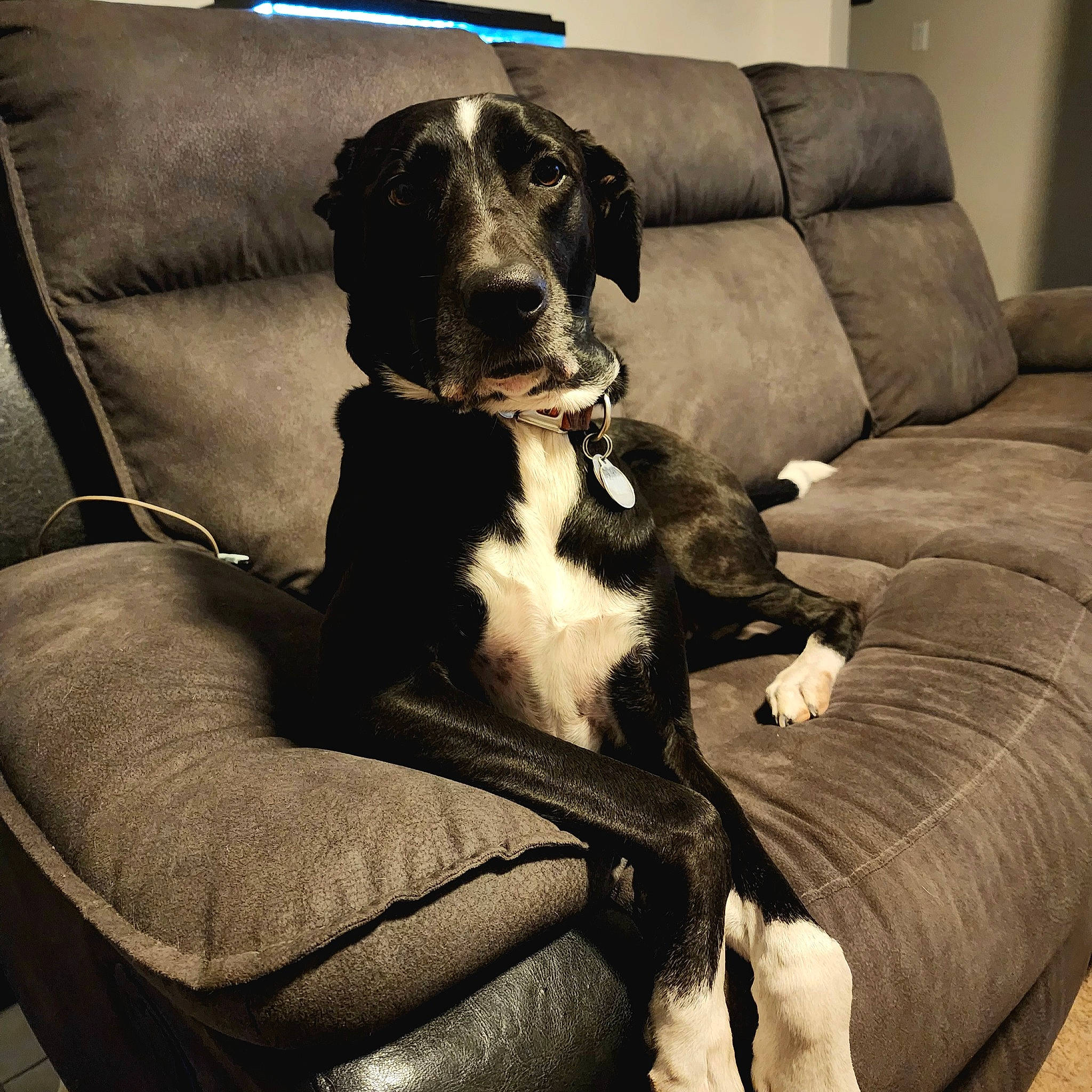 Brady is registered to the contest to win money with this photo: canidae, carnivore, chair, comfort, companion_dog, couch, dog, dog_breed, dog_collar, dog_supply, fawn, furniture, gun_dog, pet_supply, recliner, snout, sporting_group, studio_couch, terrestrial_animal, working_animal