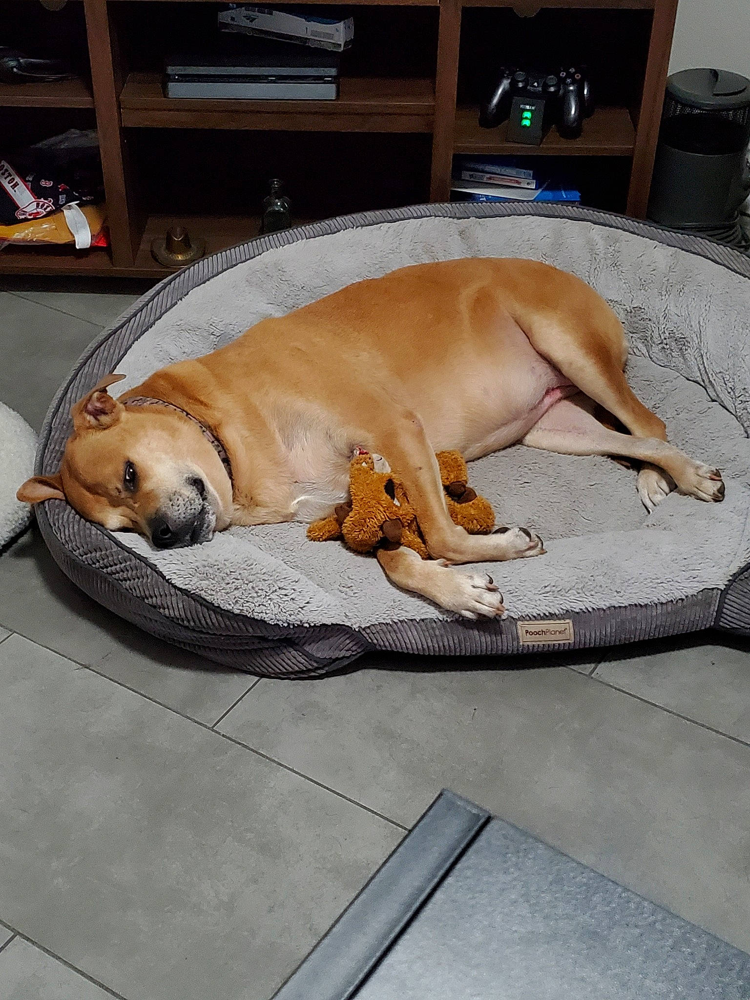 Roxy joined the competition — help win amazing prizes! canidae, carnivore, comfort, companion_dog, dog, dog_bed, dog_breed, dog_supply, fawn, floor, flooring, fur, hardwood, nap, pet_supply, shelf, snout, sporting_group, tail, working_animal