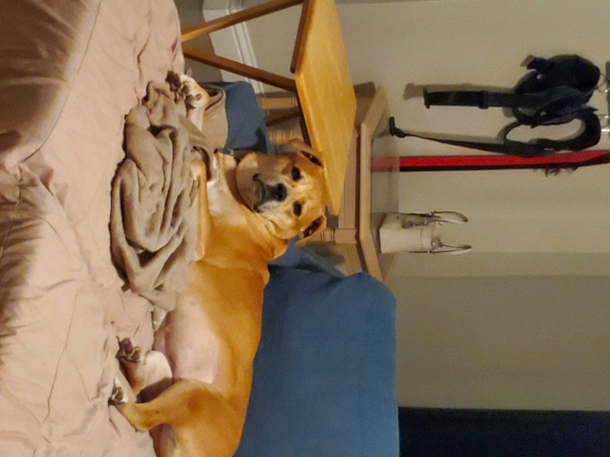 Roxy is registered to the contest to win money with this photo: art, carnivore, comfort, companion_dog, couch, dog, dog_breed, electrical_wiring, fawn, felidae, flooring, fur, guard_dog, paw, room, sculpture, small_to_medium_sized_cats, tail, toy_dog, wood