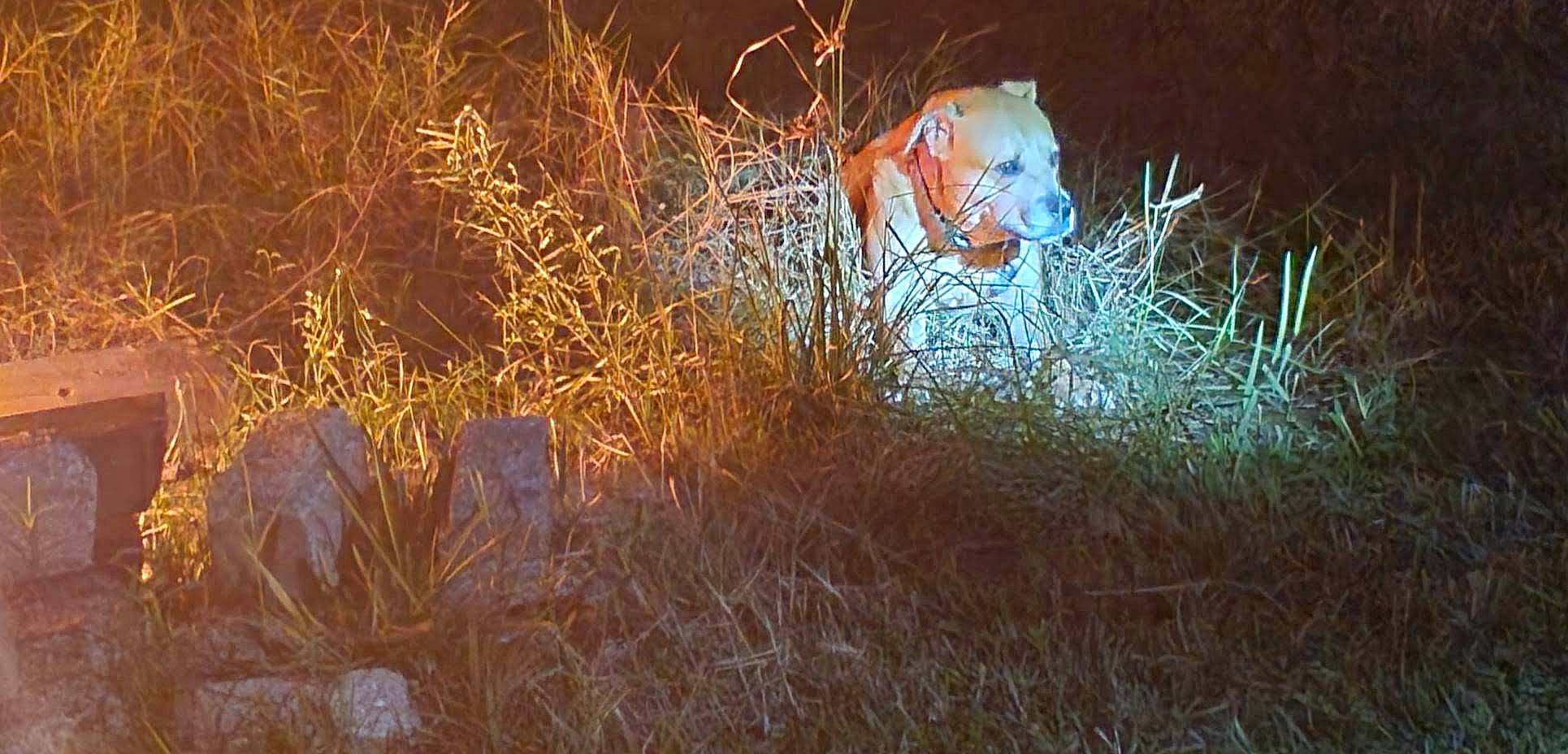 Roxy is registered to the contest to win money with this photo: art, big_cats, carnivore, darkness, event, eye, fawn, felidae, flash_photography, grass, grass_family, grassland, landscape, plant, prairie, terrestrial_animal, tree, whiskers, wildlife, wood