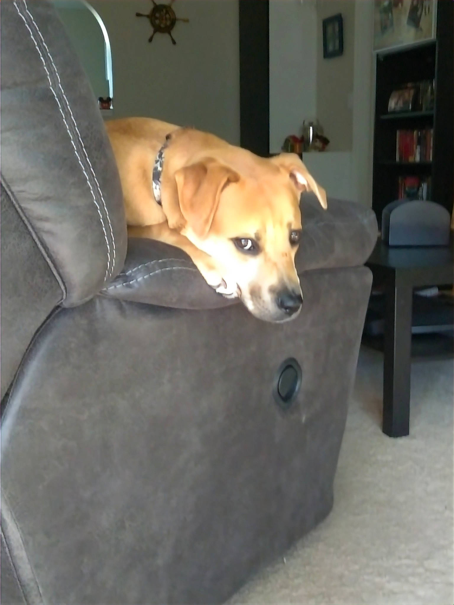 Roxy joined the competition — help win amazing prizes! canidae, carnivore, collar, comfort, companion_dog, couch, dog, dog_breed, dog_supply, fawn, flooring, furniture, pet_supply, picture_frame, shelf, snout, sporting_group, tail, wood, working_animal