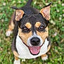 dog, happy, smiling, ears, grass, outdoor, pet, animal, brown, black, white, closeup, portrait, tongue, nature, cute, friendly, canine, fur, eyes