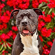 Nitro a rejoint le concours — aidez-le/la à gagner de superbes lots ! dog, black_and_white, tongue_out, flower_background, outdoor, pet, animal, close_up, happy, nature, portrait, canine, summer, greenery, bright_colors, sitting, mammal, friendly, fur, ears