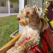 Sydney is registered to the contest to win money with this photo: dog, pet, sunlight, window, screen, plaid_blanket, furry, relaxed, indoors, shadow, daylight, animal, canine, nose, ears, paws, house, greenery, calm, resting