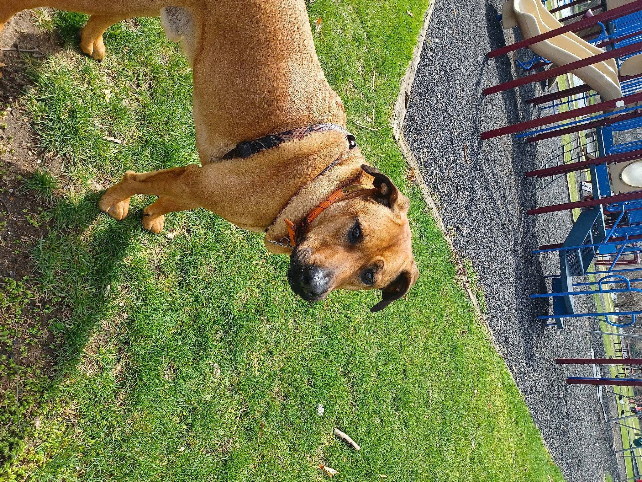 Buck is registered to the contest to win money with this photo: canidae, carnivore, collar, companion_dog, dog, dog_breed, dog_collar, dog_supply, fawn, fence, grass, human_leg, leash, leisure, pet_supply, plant, snout, sporting_group, tail, working_dog