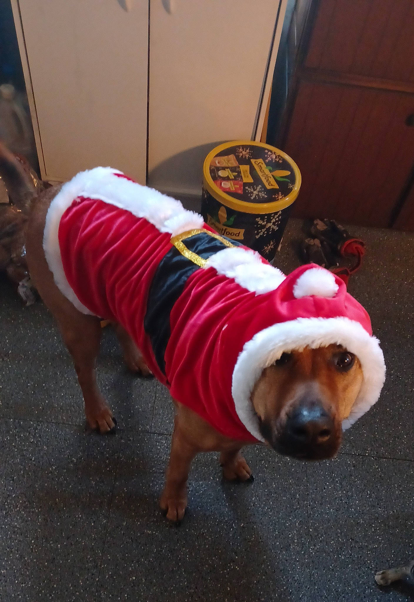 Buck joined the competition — help win amazing prizes! canidae, carmine, carnivore, companion_dog, costume, costume_hat, dog, dog_breed, dog_clothes, dog_supply, event, fawn, floor, flooring, fur, santa_claus, sidewalk, snout, sporting_group, working_animal