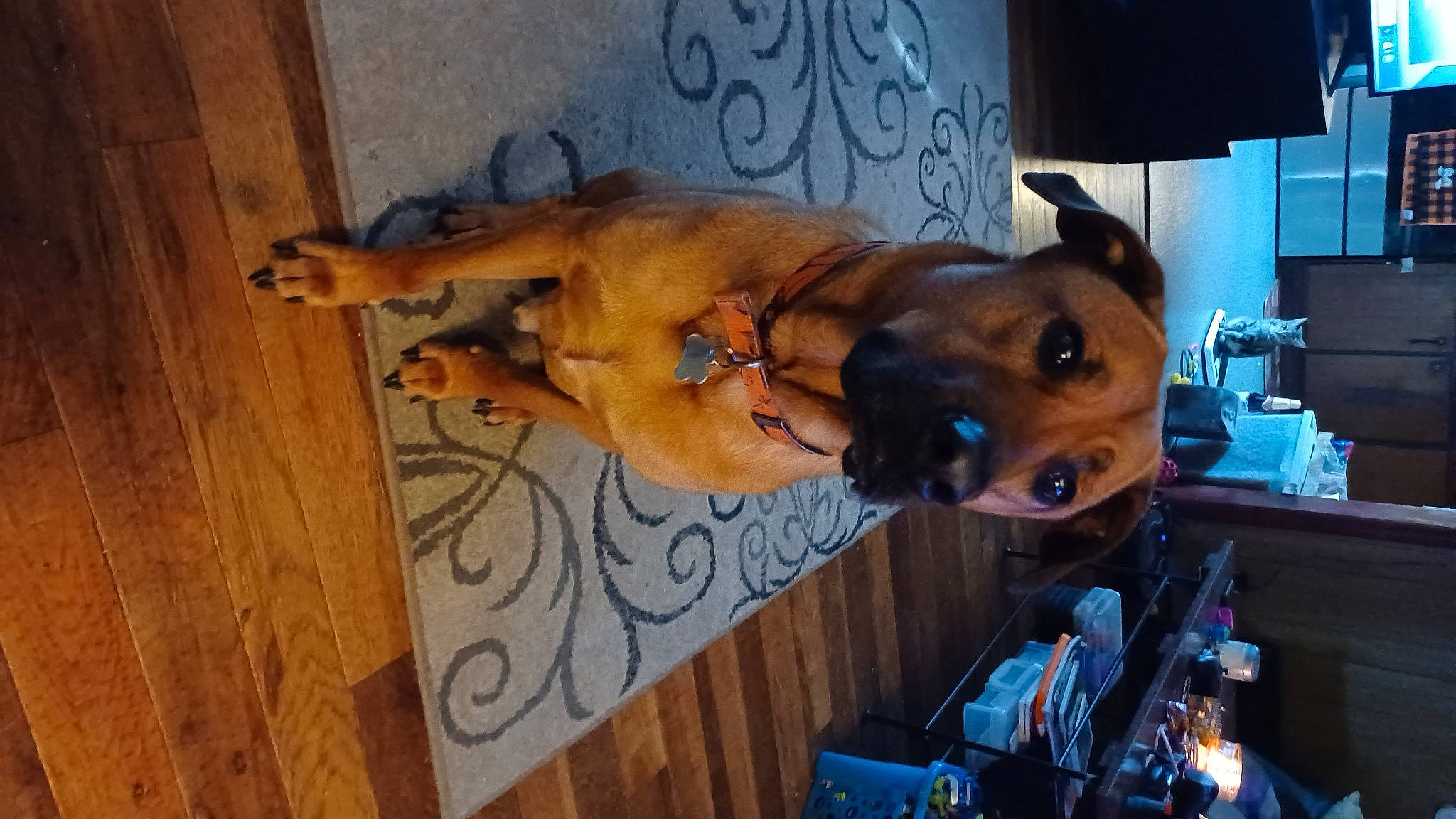 Buck joined the competition — help win amazing prizes! barechested, canidae, carnivore, chest, collar, companion_dog, dog, dog_breed, fawn, flooring, guard_dog, hardwood, non_sporting_group, snout, sporting_group, wood, wood_stain, working_animal, working_dog