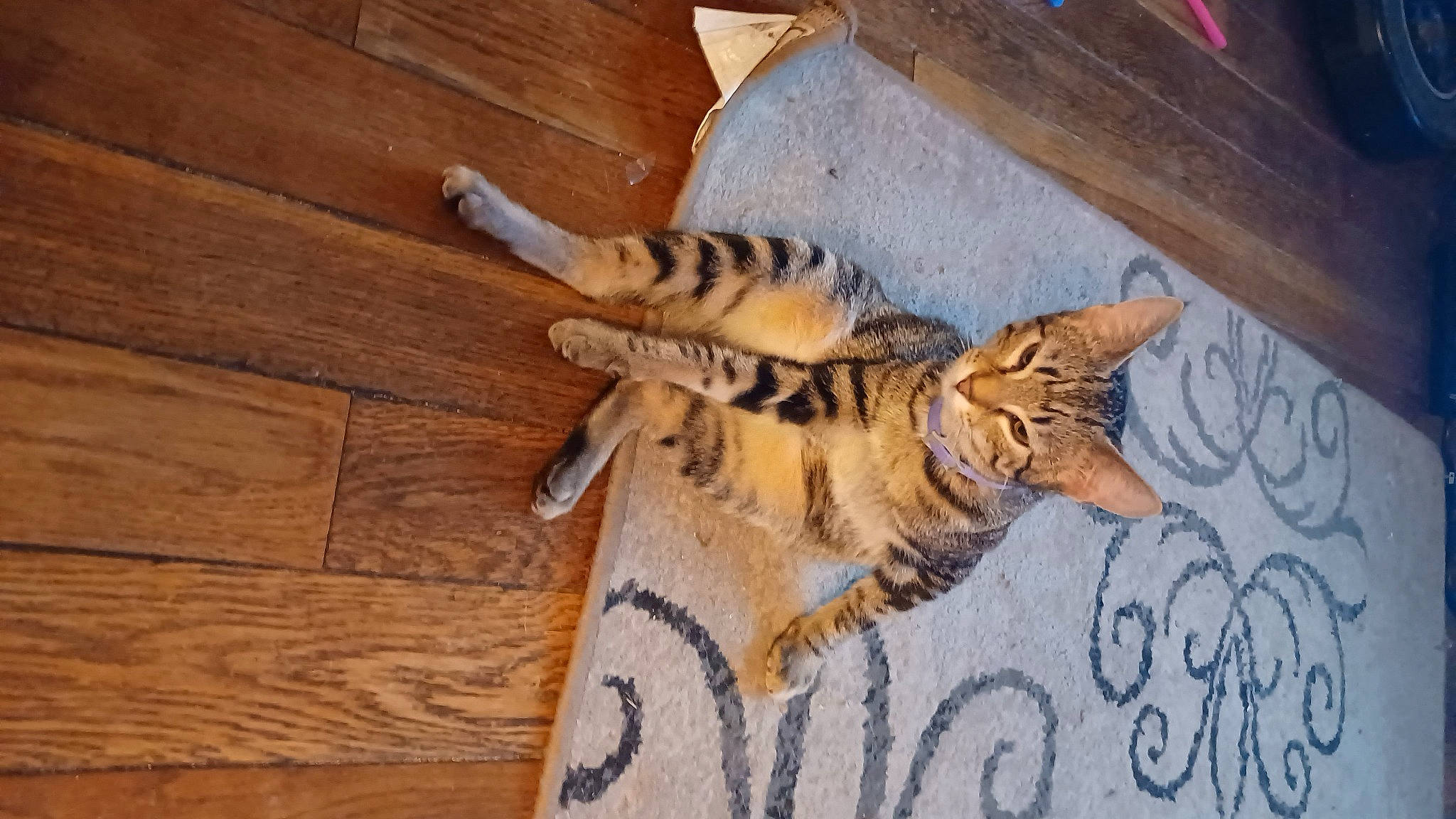 Mitsy is registered to the contest to win money with this photo: bengal_tiger, big_cats, carnivore, cat, fawn, felidae, flooring, foot, fur, hardwood, siberian_tiger, small_to_medium_sized_cats, snout, tail, terrestrial_animal, tiger, whiskers, wildlife, wood, wood_stain