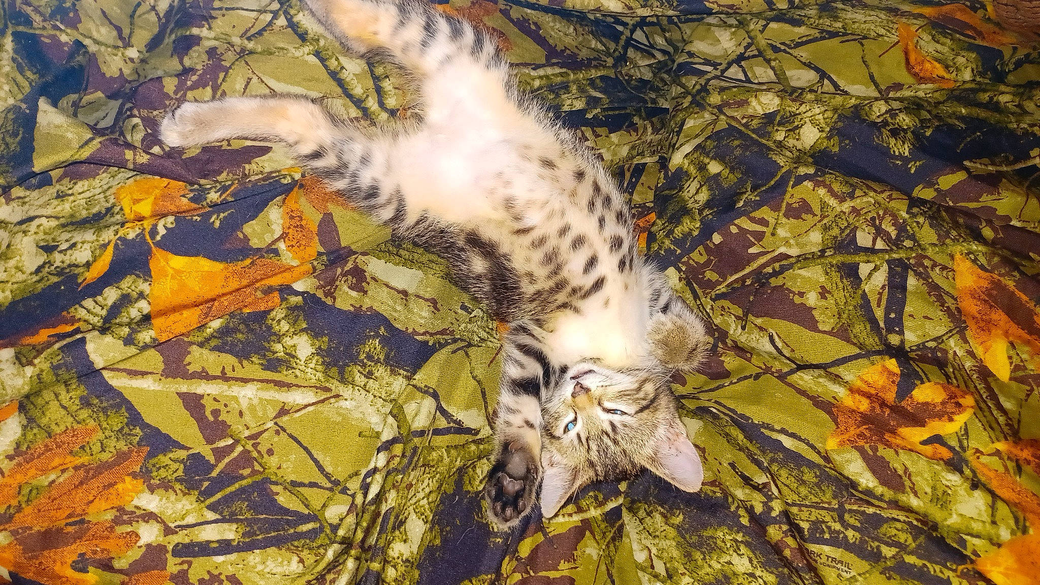 Mitsy is registered to the contest to win money with this photo: carnivore, cat, domestic_short_haired_cat, fawn, felidae, fur, grass, leaf, nature, organism, pattern, plant, small_to_medium_sized_cats, snout, tail, terrestrial_animal, tree, twig, whiskers, wood