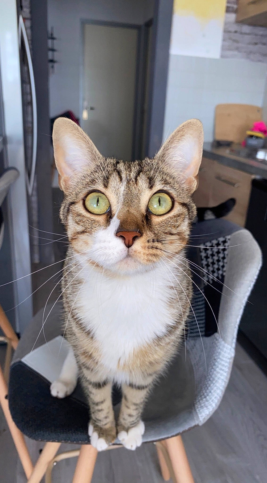 Tigrou participe au concours pour gagner de l'argent avec cette photo : box, carnivore, cat, chair, domestic_short_haired_cat, door, eye, felidae, fur, sitting, small_to_medium_sized_cats, snout, whiskers, window