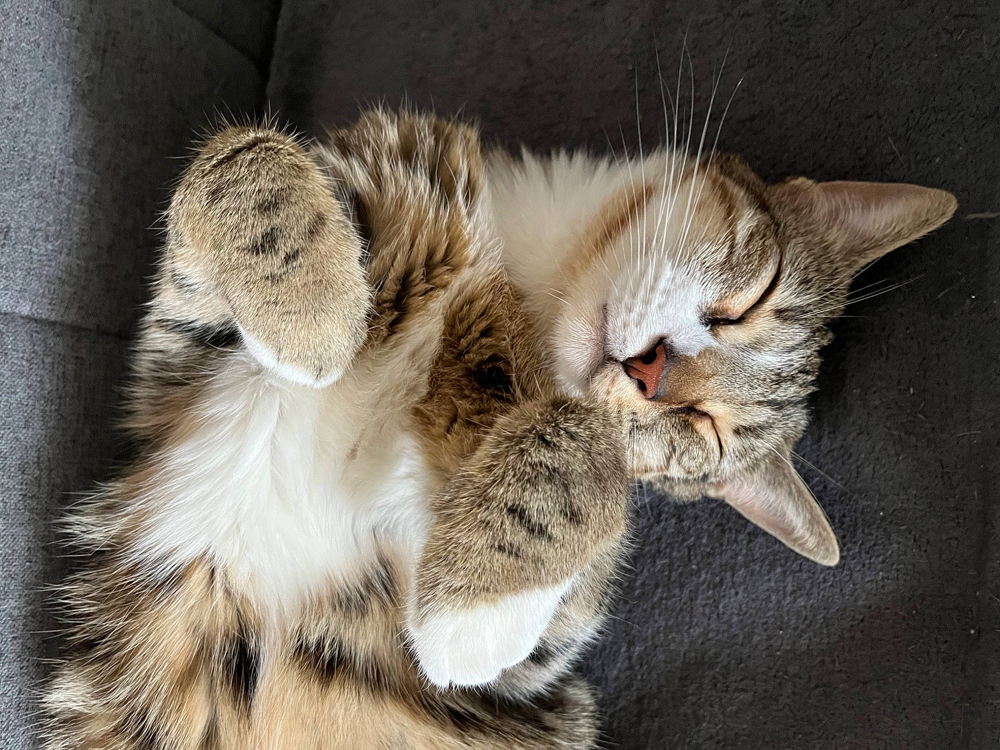 Tigrou participe au concours pour gagner de l'argent avec cette photo : carnivore, cat, claw, comfort, domestic_short_haired_cat, fawn, felidae, fur, gesture, nap, paw, sleep, small_to_medium_sized_cats, snout, tail, terrestrial_animal, whiskers, wildlife