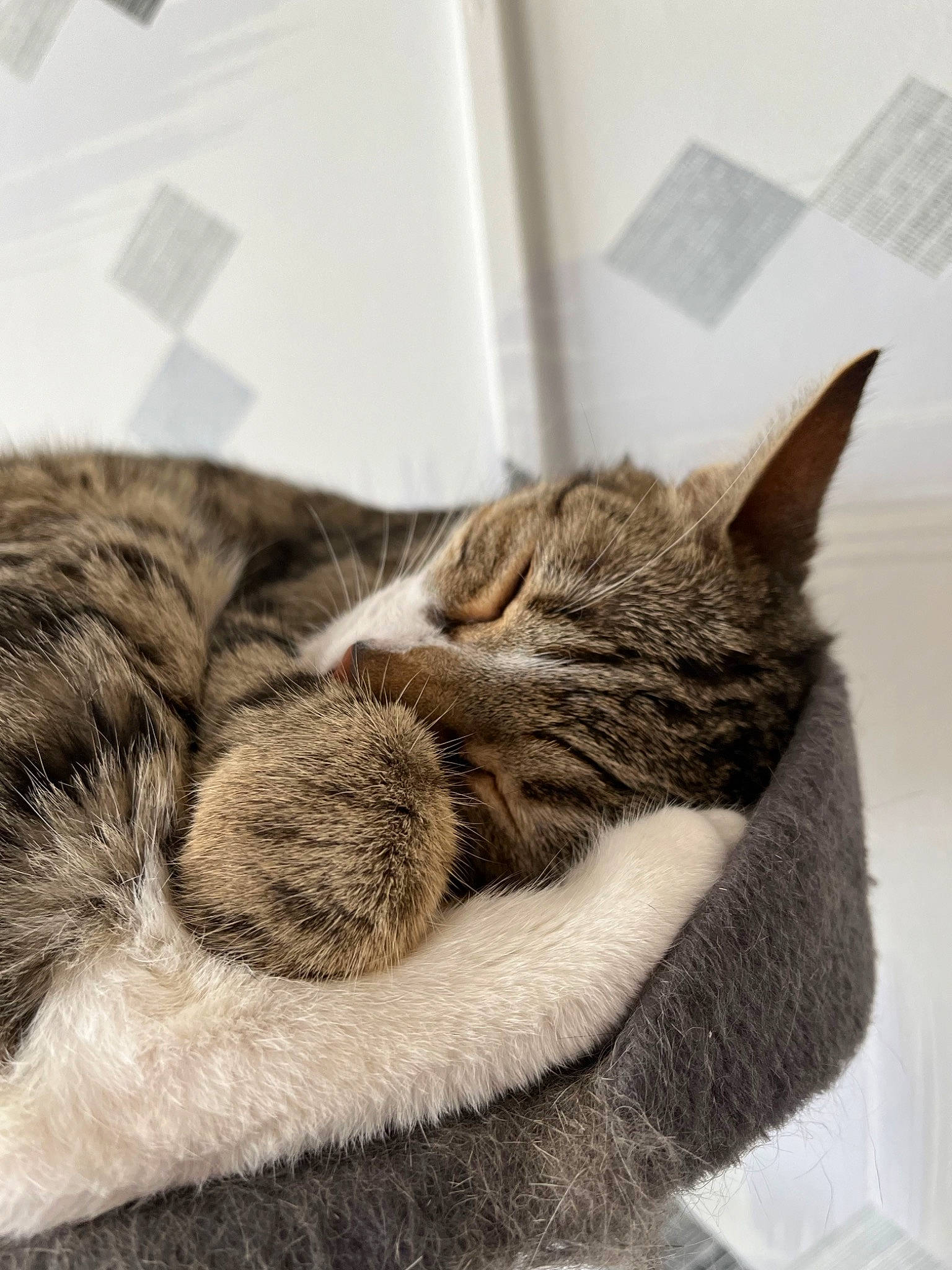 Tigrou participe au concours pour gagner de l'argent avec cette photo : carnivore, cat, claw, comfort, domestic_short_haired_cat, ear, felidae, fur, fur_clothing, grey, linens, nap, paw, sleep, small_to_medium_sized_cats, snout, tail, terrestrial_animal, whiskers, window