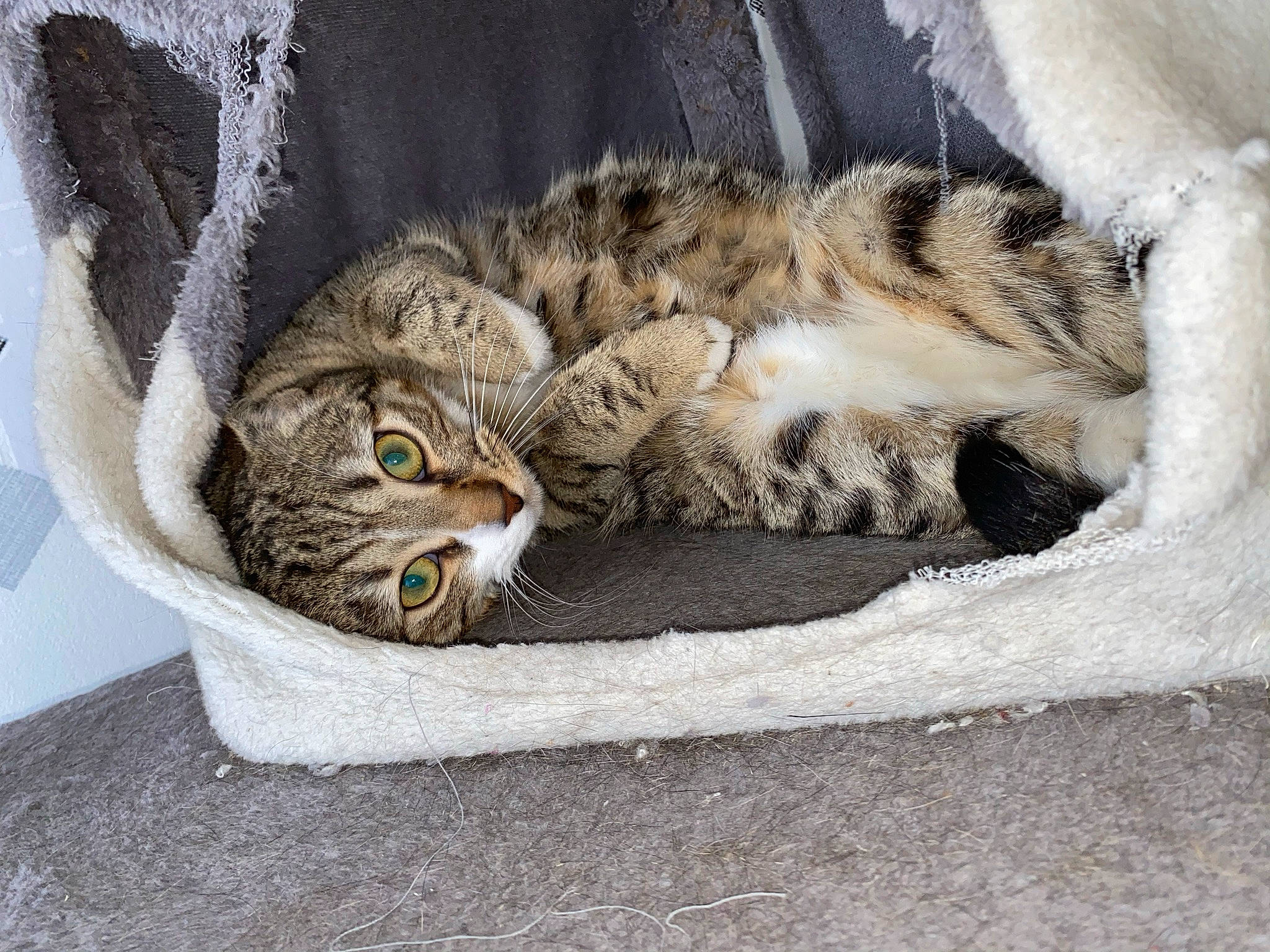 Tigrou a rejoint le concours — aidez-le/la à gagner de superbes lots ! carnivore, cat, cat_bed, comfort, domestic_short_haired_cat, eye, fawn, felidae, fur, grass, grey, mammal, paw, small_to_medium_sized_cats, snout, tail, terrestrial_animal, vertebrate, whiskers, wildlife