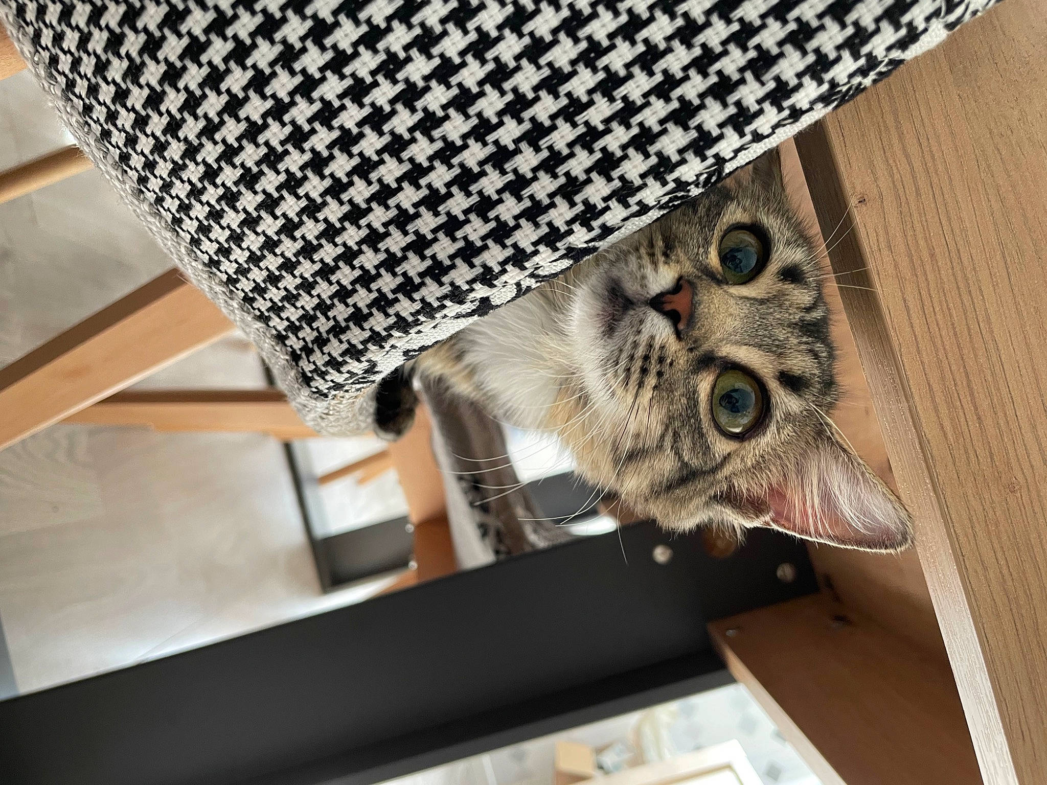 Misti a rejoint le concours — aidez-le/la à gagner de superbes lots ! cap, carnivore, cat, ceiling, domestic_short_haired_cat, fashion_accessory, felidae, flooring, font, fur, hardwood, linens, metal, pattern, room, shelf, tail, visual_arts, whiskers, wood