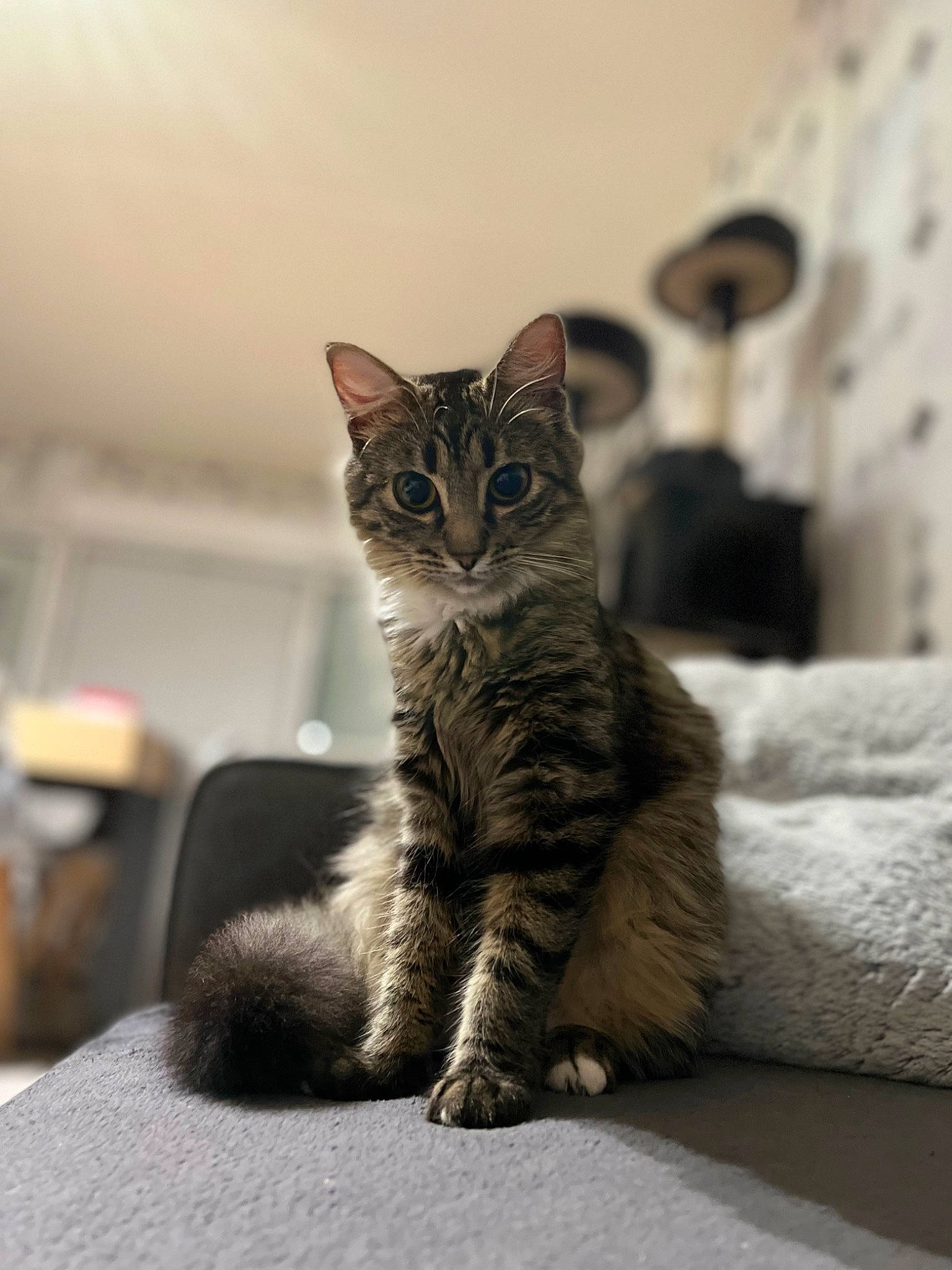 Misti a rejoint le concours — aidez-le/la à gagner de superbes lots ! carnivore, cat, claw, comfort, domestic_short_haired_cat, door, eye, felidae, fur, grey, iris, paw, sitting, small_to_medium_sized_cats, snout, tail, terrestrial_animal, whiskers, wildlife, window