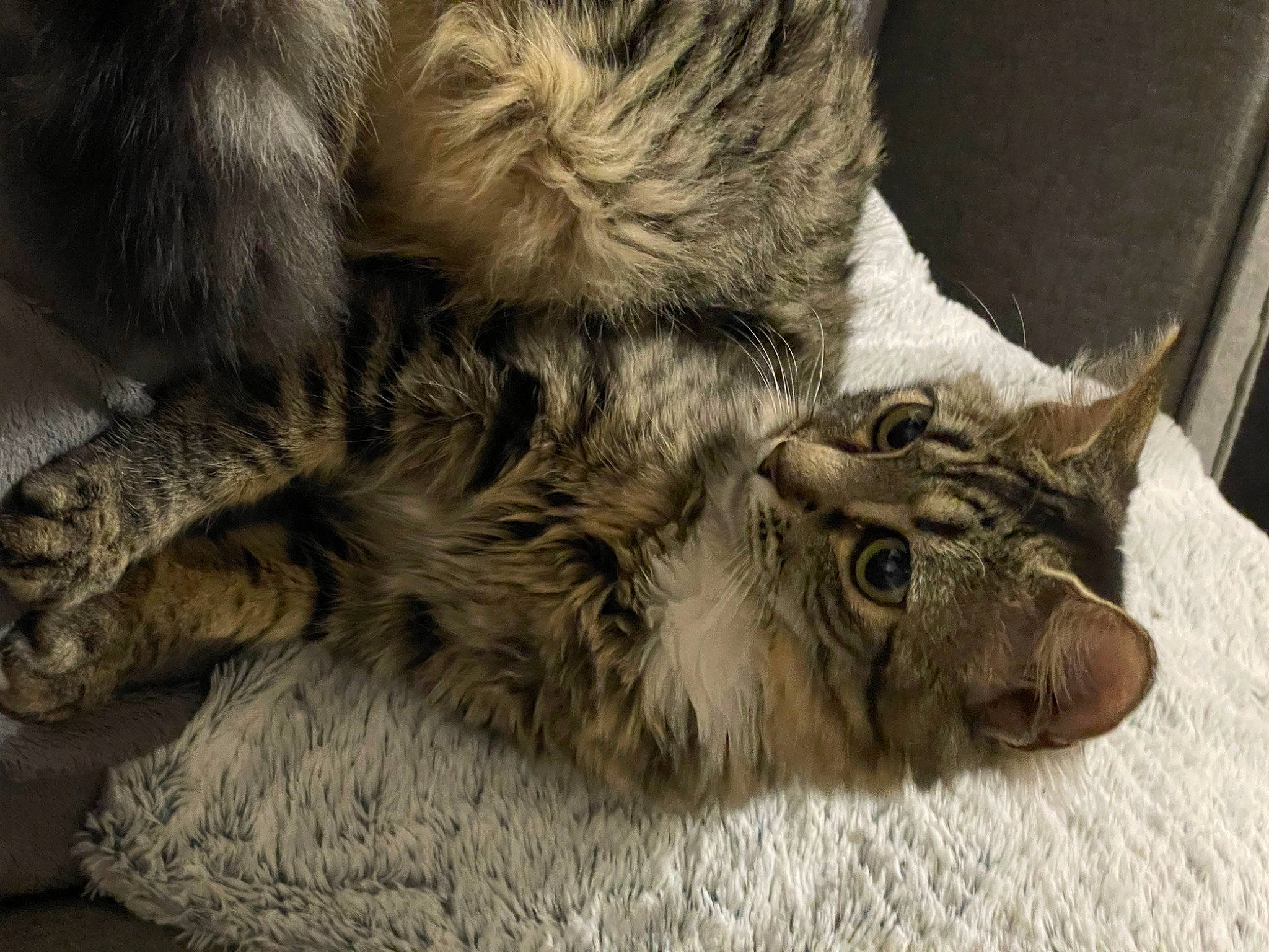 Misti participe au concours pour gagner de l'argent avec cette photo : carnivore, cat, claw, comfort, domestic_short_haired_cat, ear, felidae, fur, grey, nap, paw, sleep, small_to_medium_sized_cats, snout, tail, terrestrial_animal, whiskers, wildlife, wood