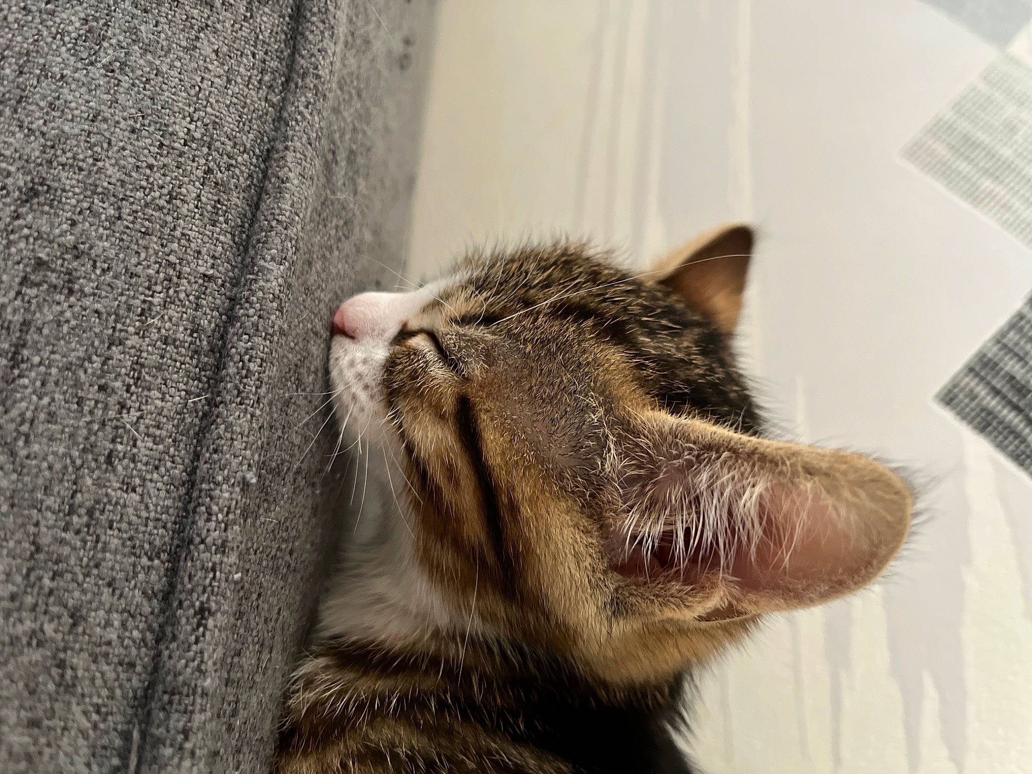 Aïna participe au concours pour gagner de l'argent avec cette photo : carnivore, cat, claw, domestic_short_haired_cat, door, felidae, flooring, fur, grey, nap, paw, sleep, small_to_medium_sized_cats, snout, tail, terrestrial_animal, whiskers, wildlife, window, wood