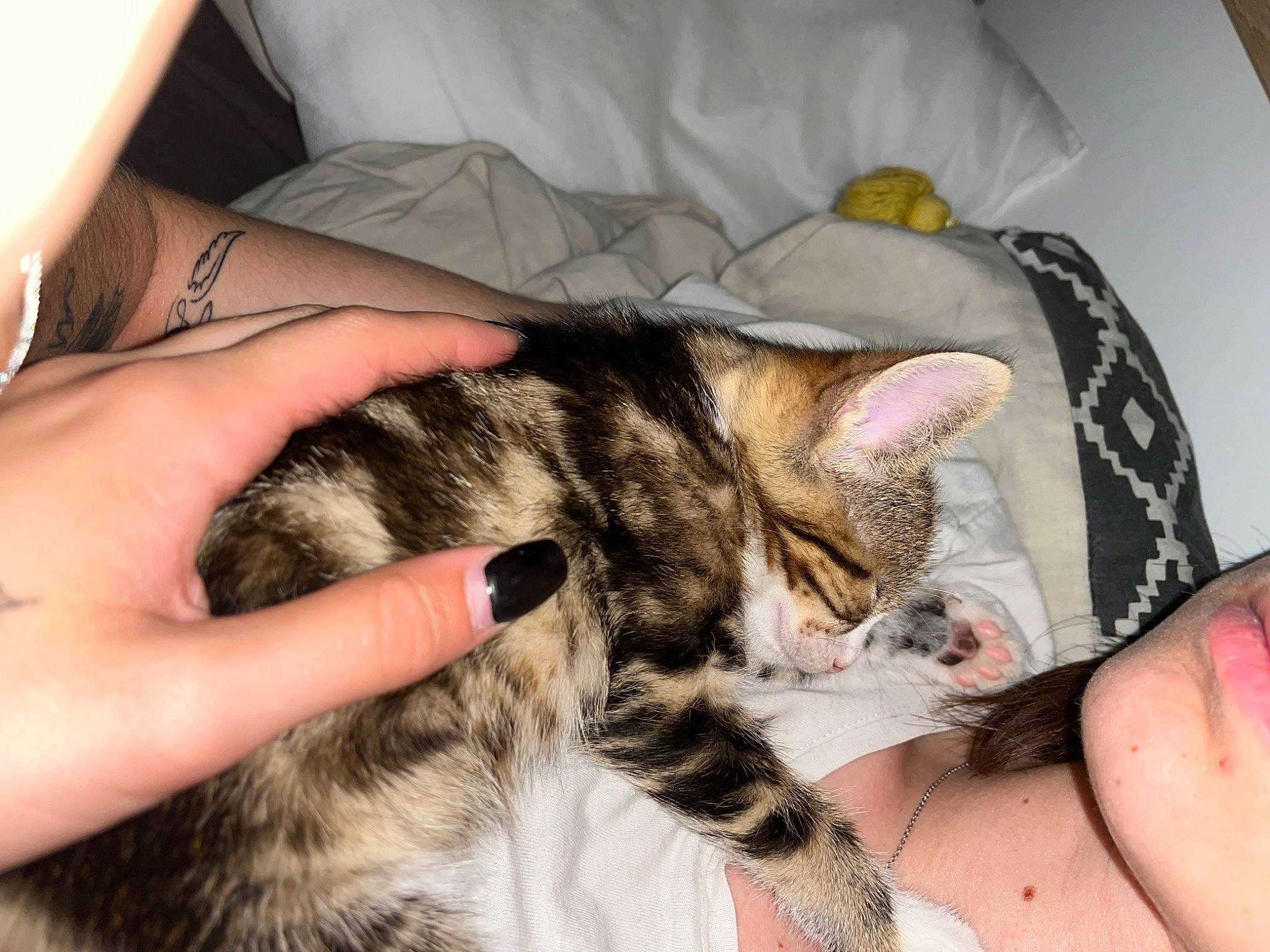 Aïna a rejoint le concours — aidez-le/la à gagner de superbes lots ! carnivore, cat, claw, comfort, domestic_short_haired_cat, ear, felidae, finger, fur, gesture, hand, mammal, nail, nap, paw, skin, small_to_medium_sized_cats, snout, tail, whiskers