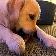 Uber participe au concours pour gagner de l'argent avec cette photo : bone, canine, carpet, chew_toy, chewing, close_up, cozy, cute, dog, domestic_animal, fur, golden_retriever, indoor, muzzle, paw, pet, playful, portrait, puppy, snout