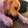 bone, canine, carpet, chew_toy, chewing, close_up, cozy, cute, dog, domestic_animal, fur, golden_retriever, indoor, muzzle, paw, pet, playful, portrait, puppy, snout
