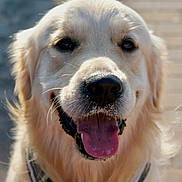 Uber participe au concours pour gagner de l'argent avec cette photo : canine, close_up, collar, dog, eyes, fur, golden_retriever, happy, macro, muzzle, nose, outdoor, pet, playful, portrait, sandy, shallow_depth_of_field, smiling, tongue_out, whiskers