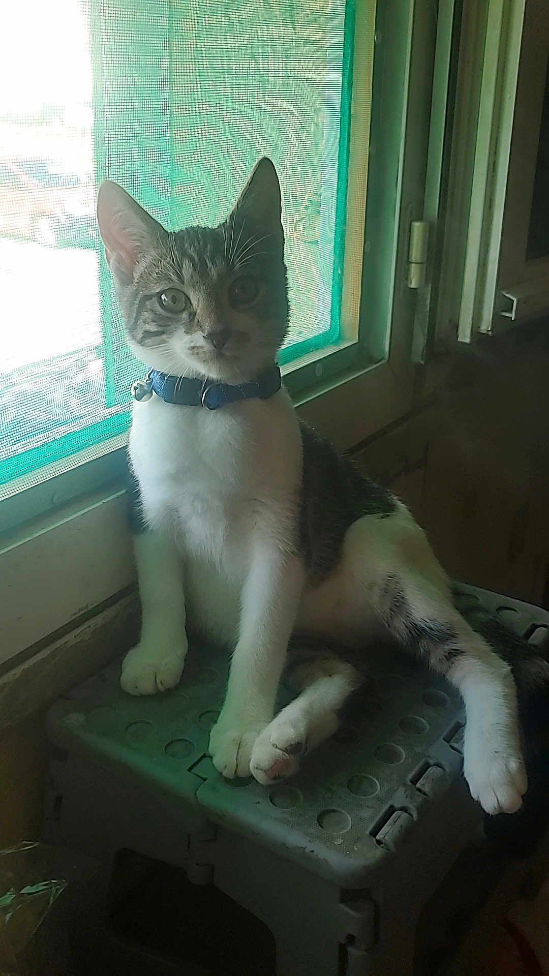 Timon