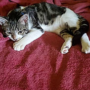 Timon a rejoint le concours — aidez-le/la à gagner de superbes lots ! cat, tabby, white, pet, animal, feline, laid_back, resting, blanket, red, blue_cushion, indoor, cute, paw, fur, ears, whiskers, bed, sleepy, cozy