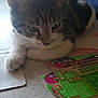 cat, tabby, lottery_tickets, table, indoor, curious, close_up, feline, paw, scratch_off, gambling, pet, animal, domestic_cat, relaxed, white_paw, striped, face, whiskers, playing