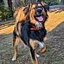 animal, black, brown, canine, collar, dog, ears, four_legs, fur, grass, happy, nature, outdoor, pet, playful, sunlight, tail, tan, tongue_out, walking
