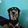 dog, tongue_out, indoor, pet, sitting, black_and_tan, collar, floor, carpet, wall, cute, canine, animal, fur, friendly, portrait, looking, mouth_open, ears, nose