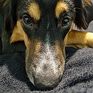 Locky participe au concours pour gagner de l'argent avec cette photo : dog, close_up, face, nose, eyes, fur, black, brown, tan, blanket, pet, animal, resting, indoors, soft, texture, portrait, cute, calm, muzzle