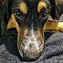 dog, close_up, face, nose, eyes, fur, black, brown, tan, blanket, pet, animal, resting, indoors, soft, texture, portrait, cute, calm, muzzle